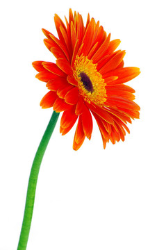 太陽花