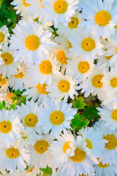 camomiles花卉在自然觀