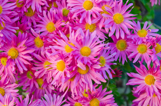 camomiles花卉在自然觀
