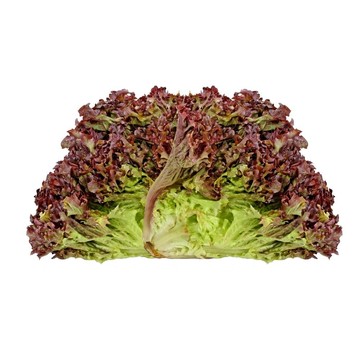紅菊苣沙拉