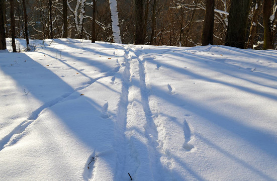 冬日公園雪中的滑雪痕跡