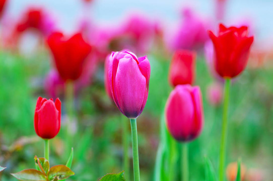 郁金香花在大自然中的概念