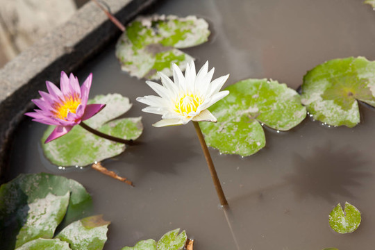 蓮花