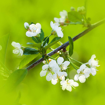 蘋果花在綠色花園的背景下綻放