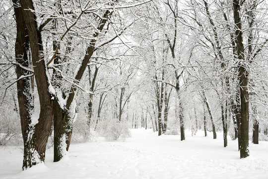 公園里的冬天--覆蓋著雪的樹
