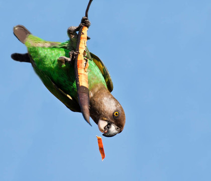 Cape Parrot在干樹枝上進(jìn)食