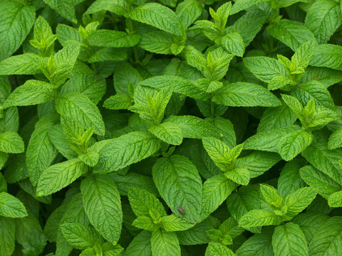 薄荷