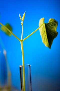試管植物