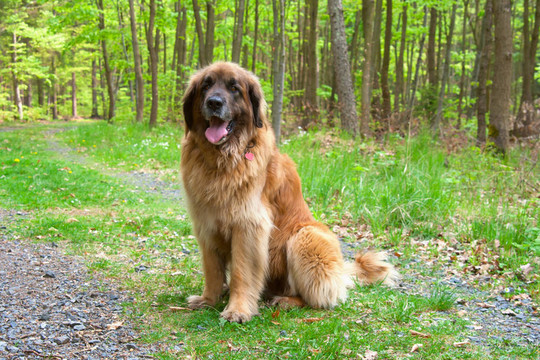 蘭伯格犬的狗