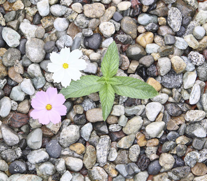 花和綠芽在石頭上