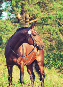 美麗的prizer Trakehner種馬