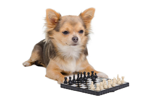 狗下象棋