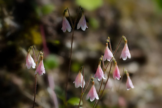 雙花