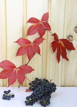 葡萄對紅樹葉和木墻
