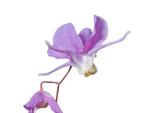 9花的barrebwort