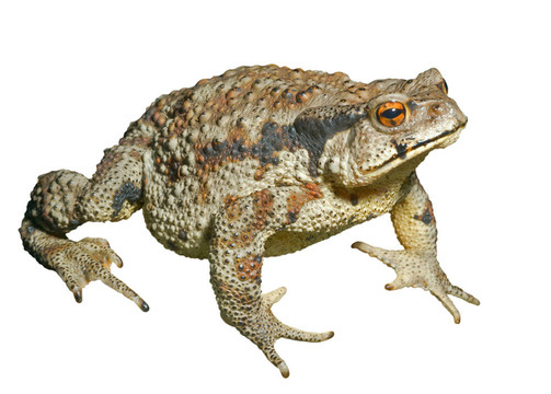 蟾蜍（Bufo gargarizans）29