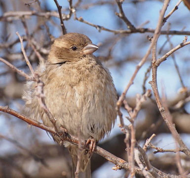 麻雀Passer domesticus；