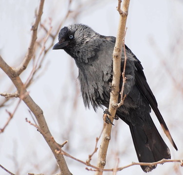 穴鳥；Corvus monedula