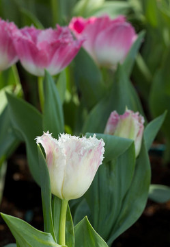 美麗的春天郁金香花在五顏六色的花園