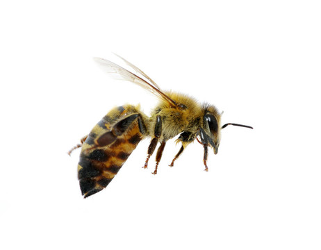 蜜蜂