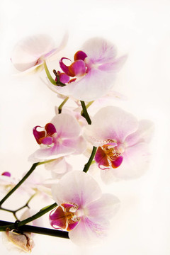 白蘭花