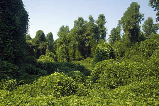 葛根