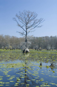 柏樹和Lily Pads