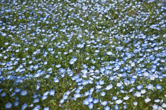 藍色的眼睛