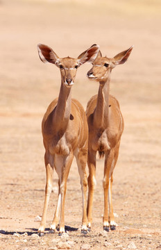 庫杜集團(tuán)（Tragelaphus Strepsiceros）