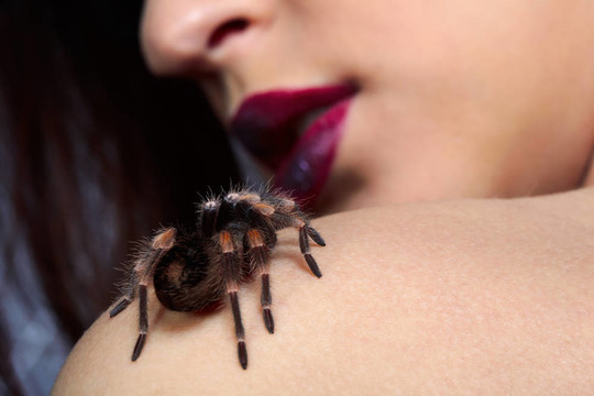在女孩的肩膀上的蜘蛛Brachypelma smithi