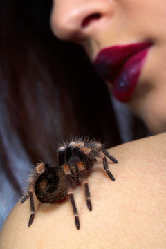 在女孩的肩膀上的蜘蛛Brachypelma smithi