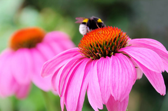 紫Coneflower 44
