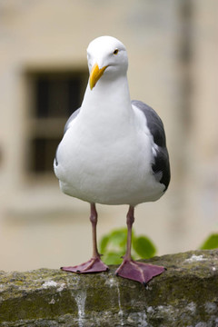 惡魔島的鳥