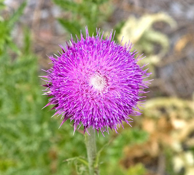 牛薊花