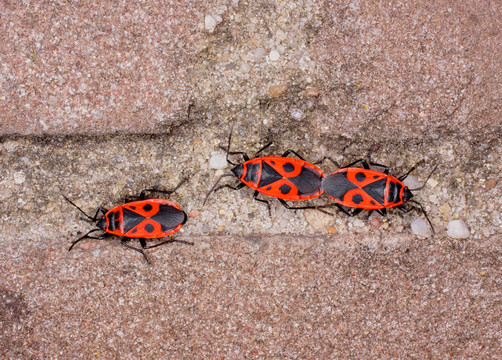 交配的螢火蟲在墻上（Pyrrhocoris apterus）