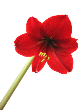 花朱頂紅