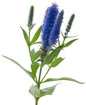 維羅妮卡花穗