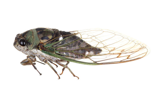 蟬；Tibicen linnei