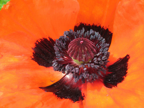 東方罌粟（Papaver orientale）