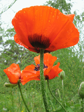 東方罌粟（Papaver orientale）