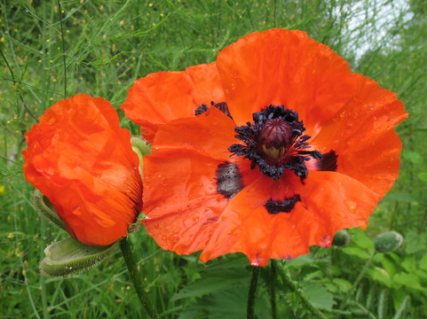 東方罌粟（Papaver orientale）