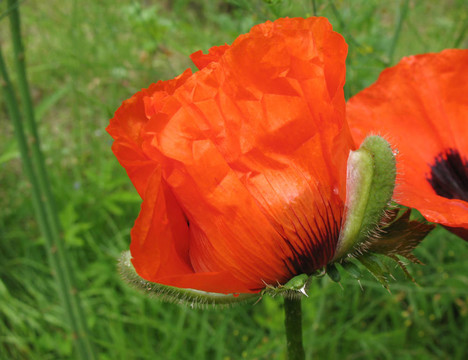 東方罌粟（Papaver orientale）