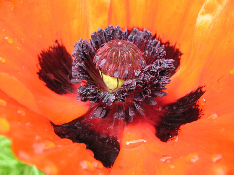 東方罌粟（Papaver orientale）