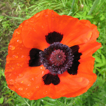 東方罌粟（Papaver orientale）