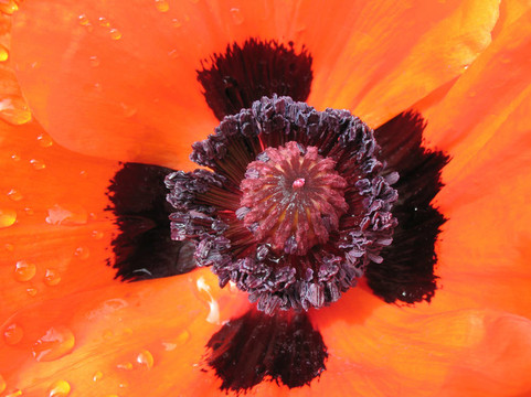 東方罌粟（Papaver orientale）