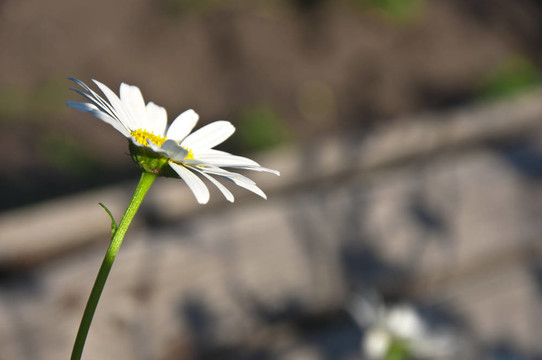 白菊花
