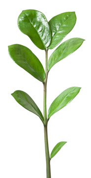 綠葉枝