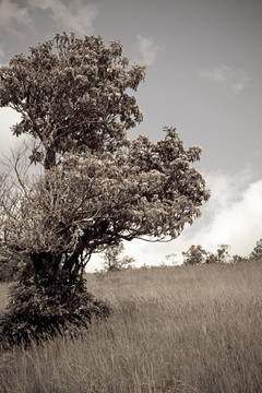 Laurel Bush山