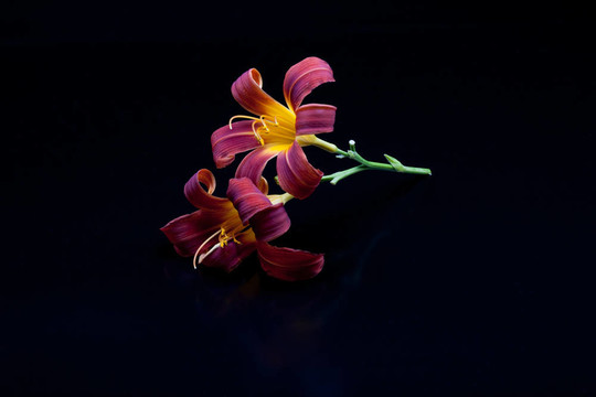 精致的百合花。