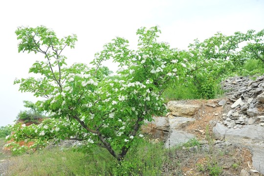 山楂樹開花